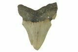 Bargain, Fossil Megalodon Tooth - Serrated Blade #272828-1